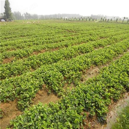 供应草莓苗 种植 产量多 根系发达 易管理 春熙农业