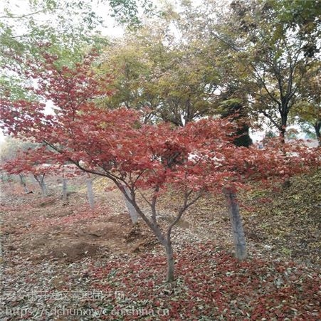供应6公分8公分日本红枫 叶色鲜艳彩叶树 观赏价值高 树姿优美