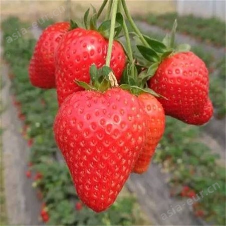 供应草莓苗 种植 产量多 根系发达 易管理 春熙农业